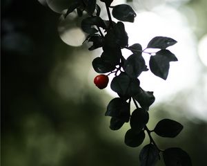 Preview wallpaper berry, branch, leaves, blur, macro