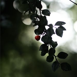 Preview wallpaper berry, branch, leaves, blur, macro