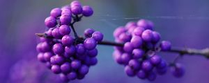 Preview wallpaper berry, branch, lilac