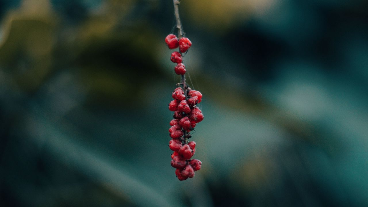 Wallpaper berry, branch, macro, blur