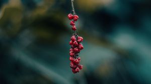 Preview wallpaper berry, branch, macro, blur