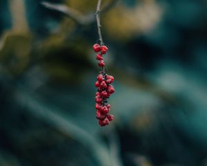 Preview wallpaper berry, branch, macro, blur