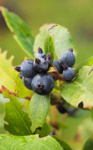 Preview wallpaper berry, branch, ripe