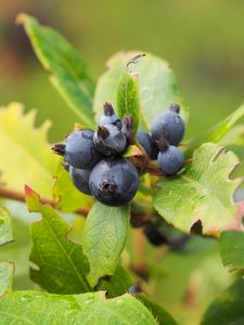 Preview wallpaper berry, branch, ripe