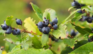 Preview wallpaper berry, branch, ripe