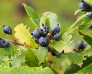 Preview wallpaper berry, branch, ripe