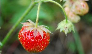 Preview wallpaper berry, branch, ripe, leaves