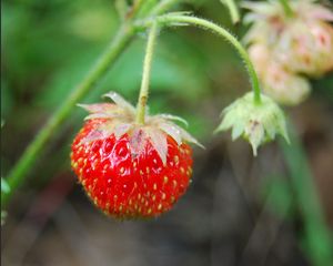 Preview wallpaper berry, branch, ripe, leaves