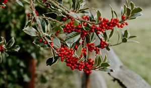 Preview wallpaper berry, branches, leaves, tree