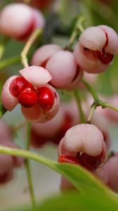 Preview wallpaper berry, branches, leaves