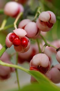 Preview wallpaper berry, branches, leaves