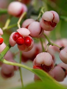 Preview wallpaper berry, branches, leaves