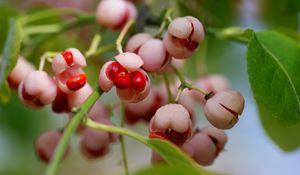 Preview wallpaper berry, branches, leaves