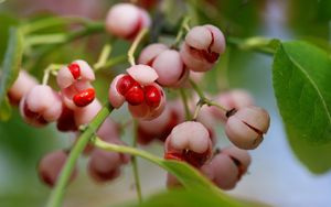 Preview wallpaper berry, branches, leaves