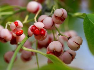 Preview wallpaper berry, branches, leaves