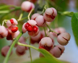 Preview wallpaper berry, branches, leaves