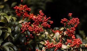 Preview wallpaper berry, bushes, leaves, red