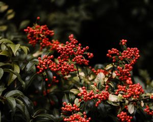 Preview wallpaper berry, bushes, leaves, red