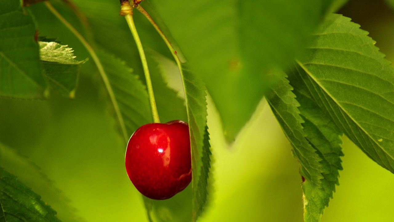 Wallpaper berry, cherry, twig, leaves