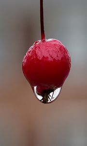 Preview wallpaper berry, drop, macro, blur
