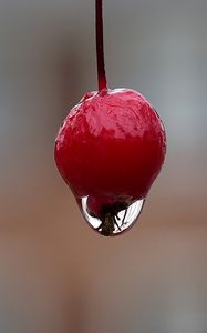 Preview wallpaper berry, drop, macro, blur