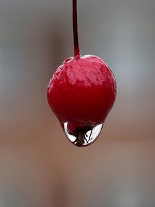 Preview wallpaper berry, drop, macro, blur