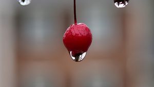 Preview wallpaper berry, drop, macro, blur