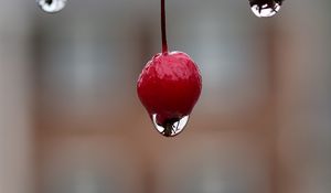 Preview wallpaper berry, drop, macro, blur