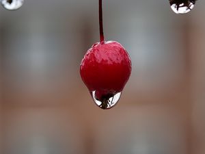 Preview wallpaper berry, drop, macro, blur