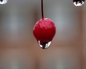 Preview wallpaper berry, drop, macro, blur