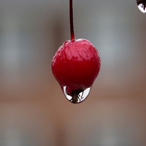 Preview wallpaper berry, drop, macro, blur