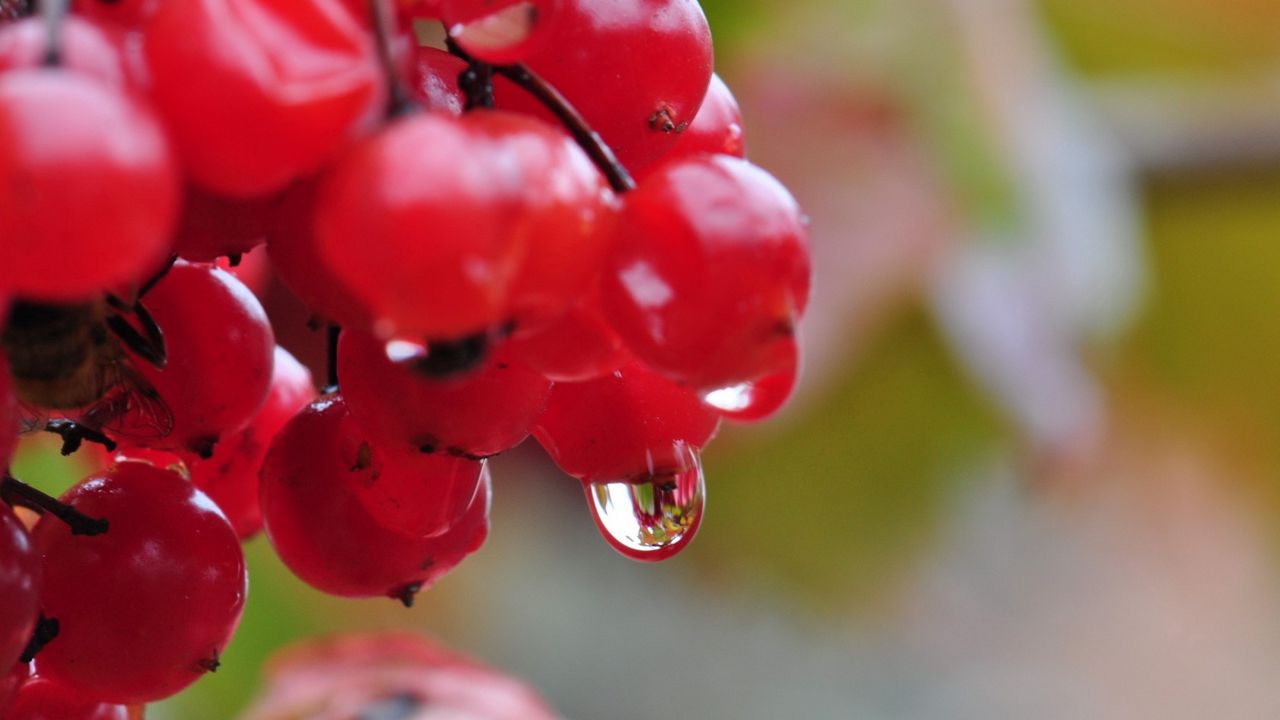 Wallpaper berry, drops, nature, viburnum