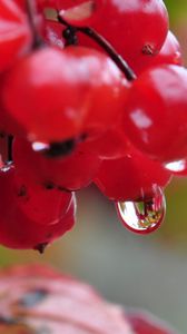 Preview wallpaper berry, drops, nature, viburnum