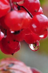 Preview wallpaper berry, drops, nature, viburnum