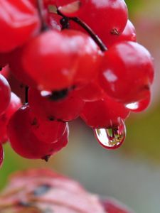 Preview wallpaper berry, drops, nature, viburnum