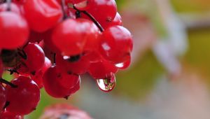 Preview wallpaper berry, drops, nature, viburnum