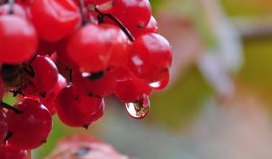 Preview wallpaper berry, drops, nature, viburnum