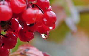 Preview wallpaper berry, drops, nature, viburnum