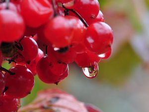 Preview wallpaper berry, drops, nature, viburnum