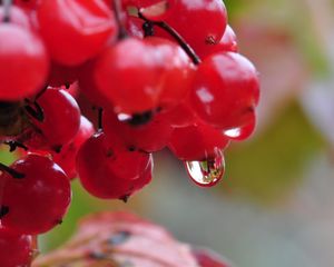 Preview wallpaper berry, drops, nature, viburnum