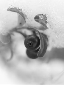 Preview wallpaper berry, leaf, snow, blur, black and white, macro