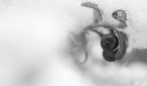 Preview wallpaper berry, leaf, snow, blur, black and white, macro