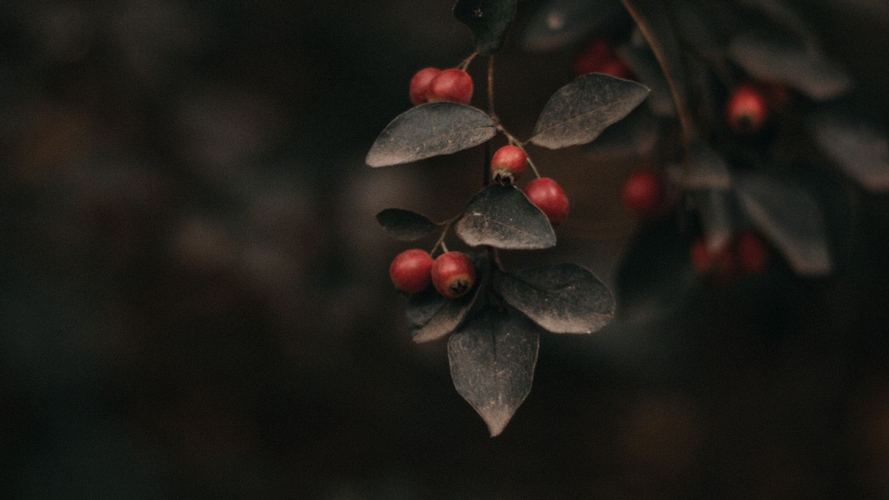 Wallpaper berry, leaves, branch, bush, focus hd, picture, image