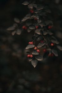 Preview wallpaper berry, leaves, branch, bush, focus