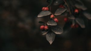 Preview wallpaper berry, leaves, branch, bush, focus