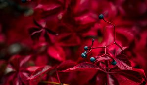 Preview wallpaper berry, leaves, red, veins, autumn