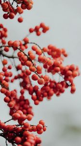 Preview wallpaper berry, mountain ash, red, winter
