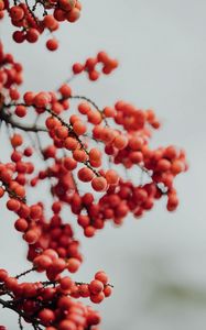 Preview wallpaper berry, mountain ash, red, winter