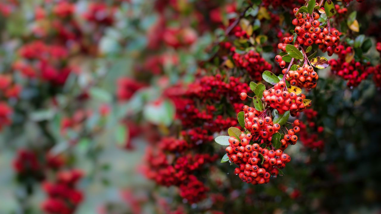 Wallpaper berry, mountain ash, red, leaves, branch