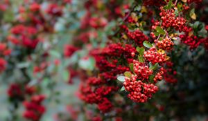 Preview wallpaper berry, mountain ash, red, leaves, branch